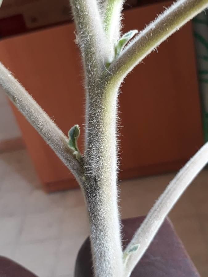 Datura di Wright 22