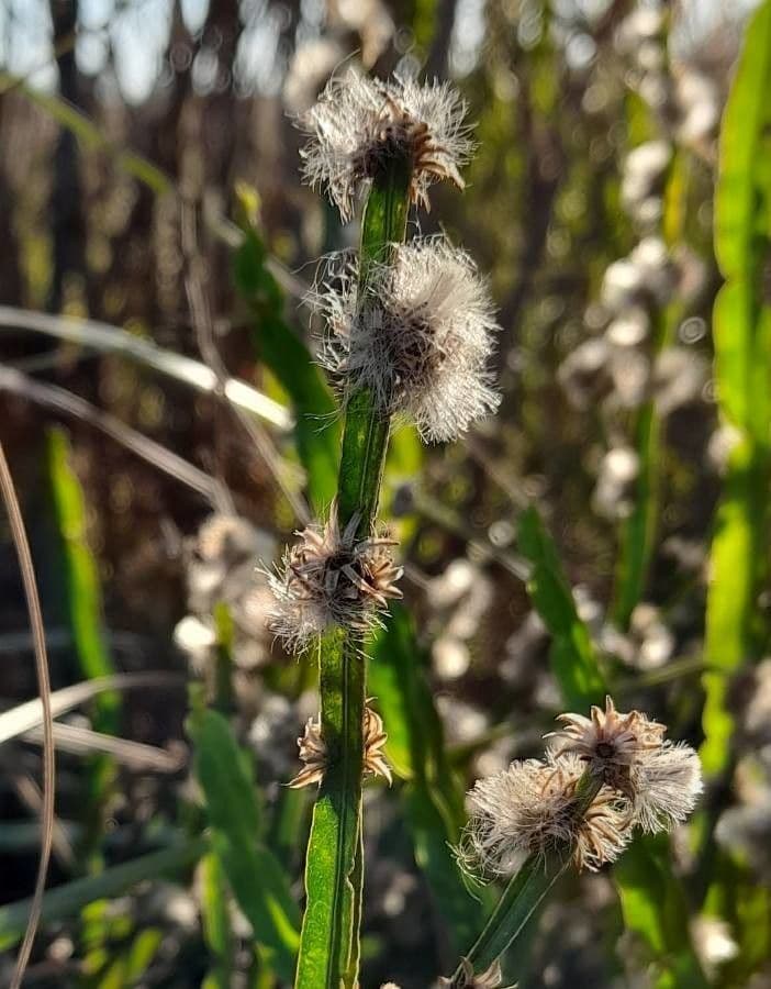 Baccharis