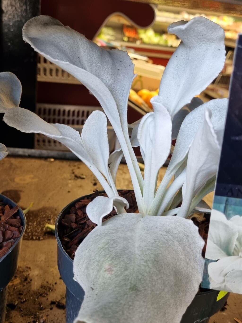Senecio 7