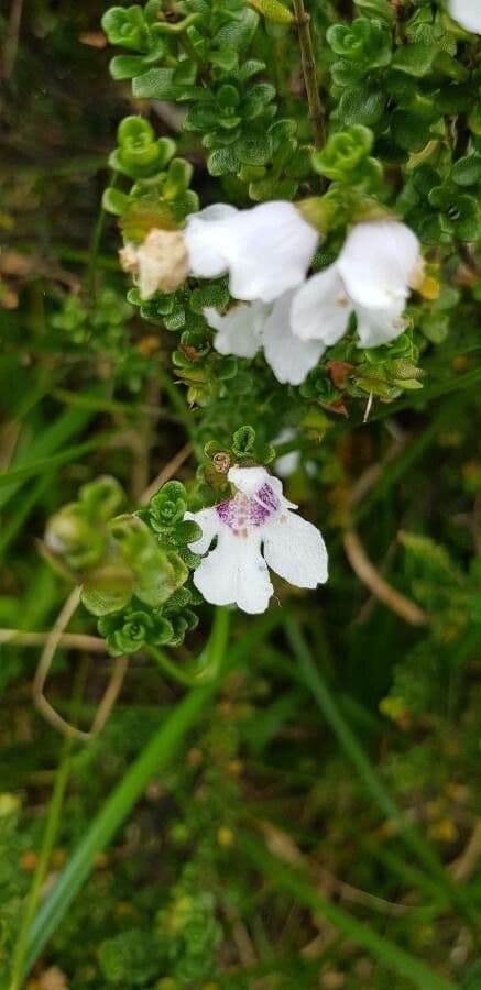Prostanthera 3