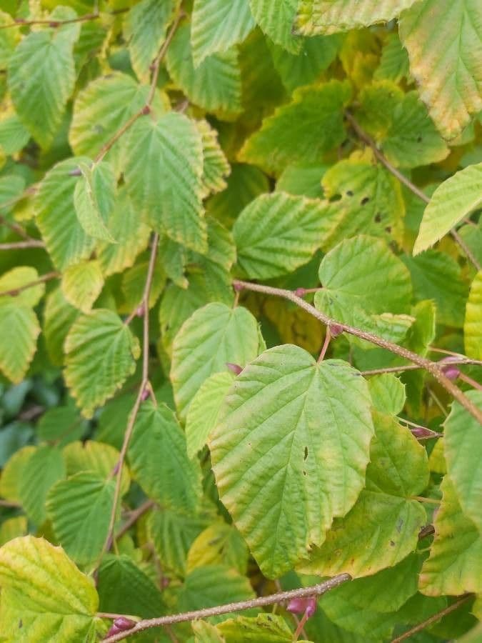 Corylopsis 14