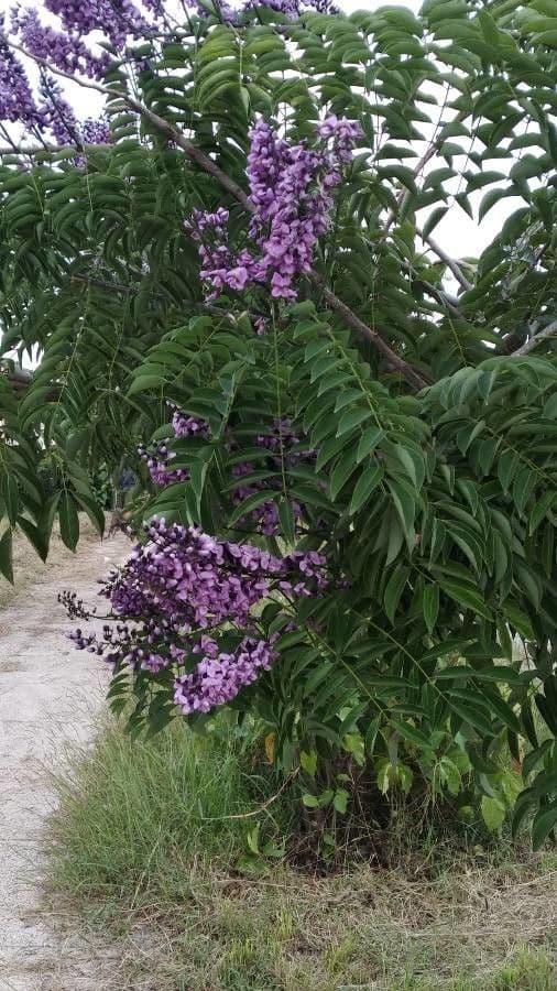 Lonchocarpus violaceo 5