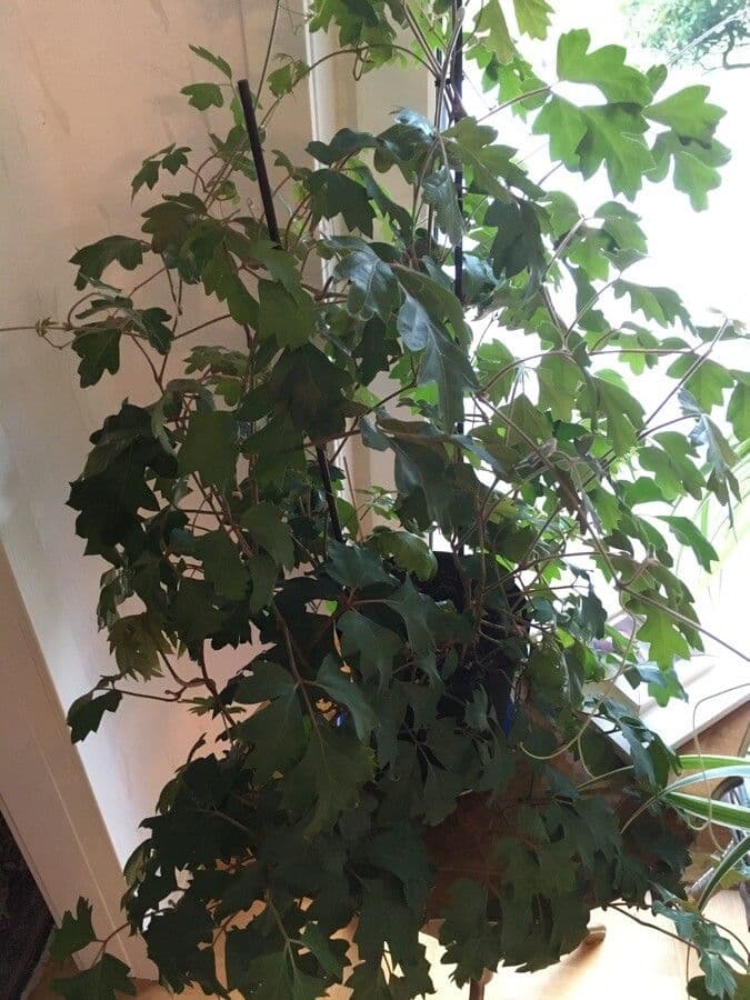 Cissus alato 15