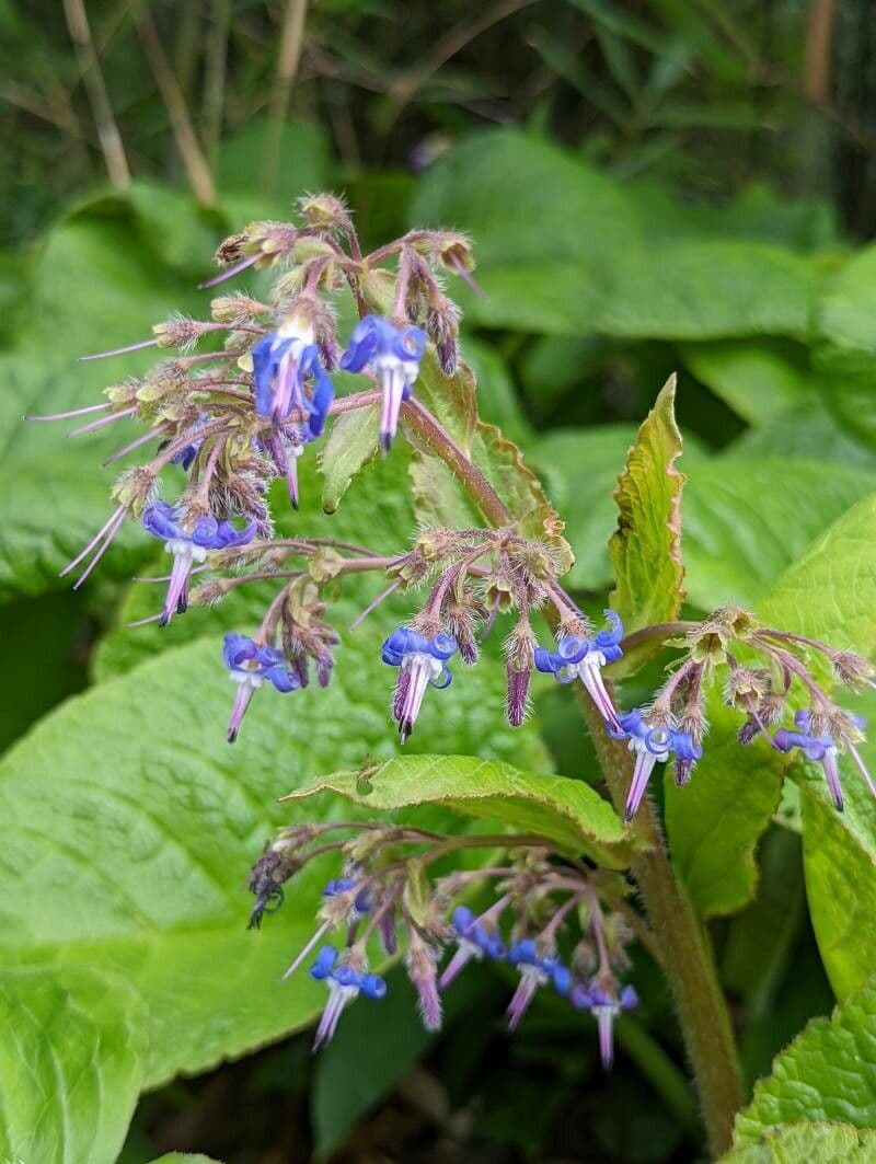 Trachystemon d'Orient 4