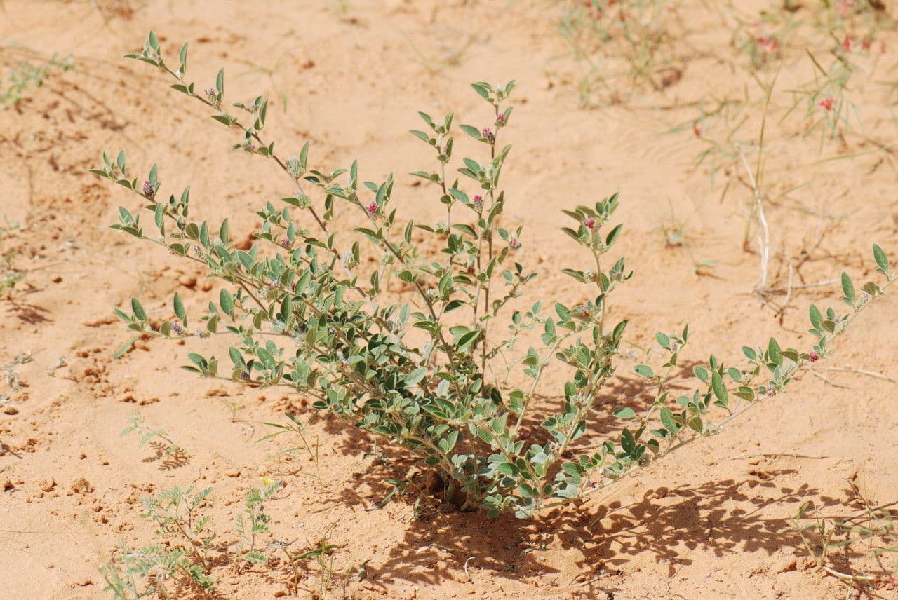Indigofera diphylla 9