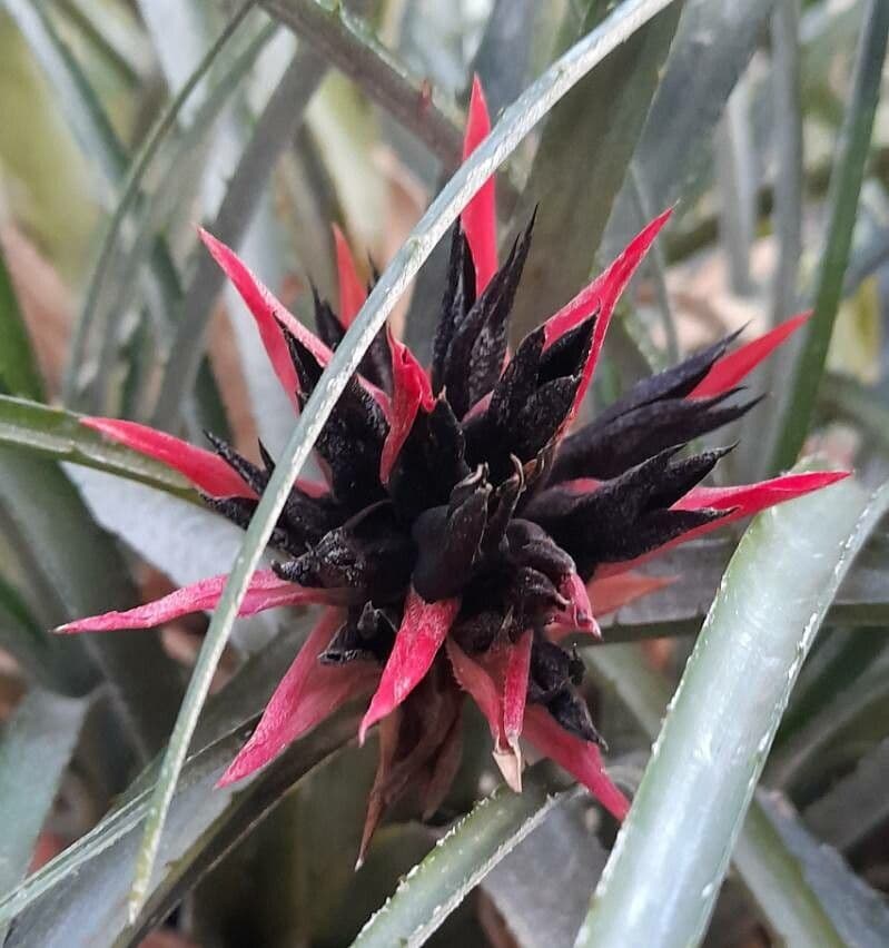 Bromelia 3