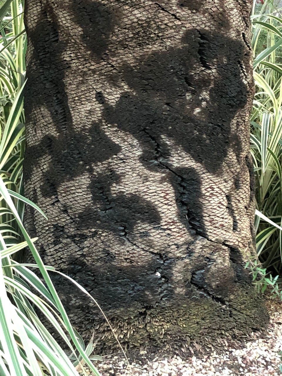 Xanthorrhoea glauca 8