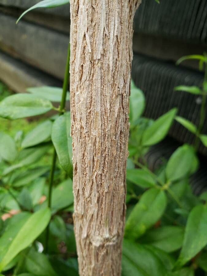 Gelsomino simplicifolium 3