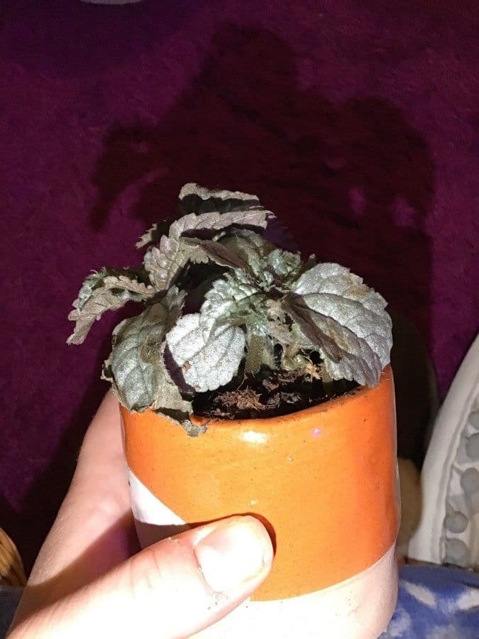 Pilea 7