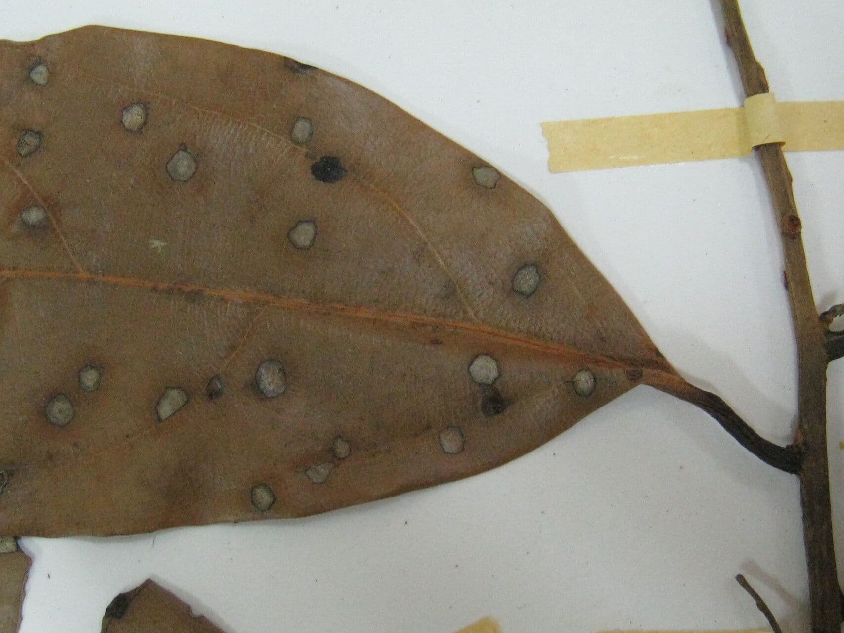 Aniba 5