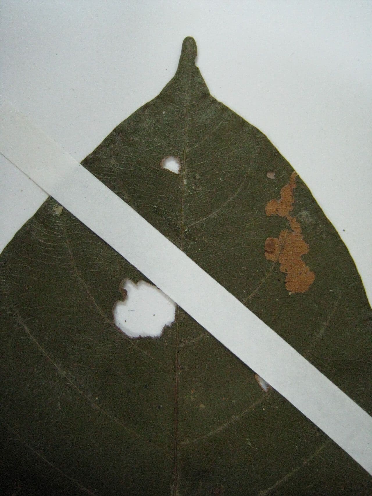 Chrysophyllum cuneifolium 10
