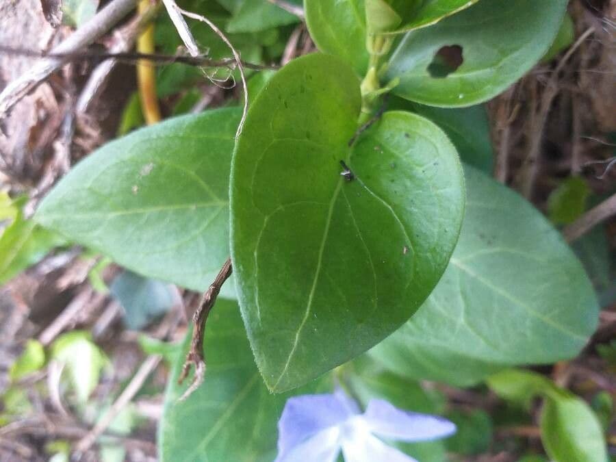 Pervinca maggiore 20