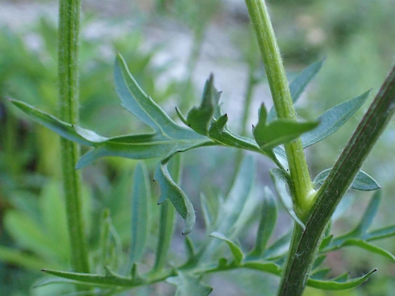 Centaurea vedovina 22