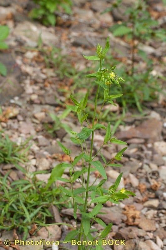 Millepertuis 2