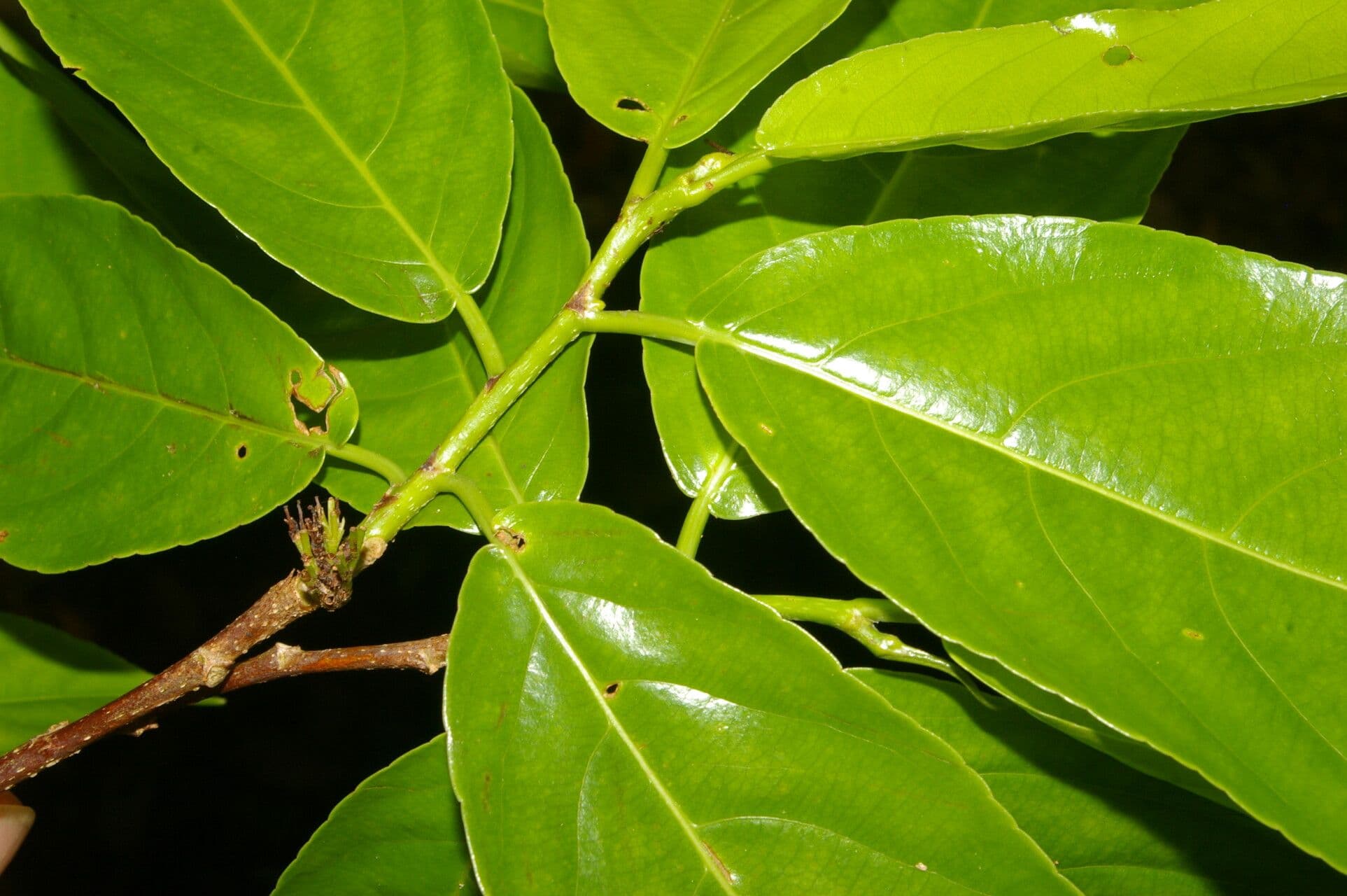 Casearia tremula 16