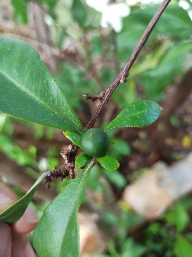 Brunfelsie