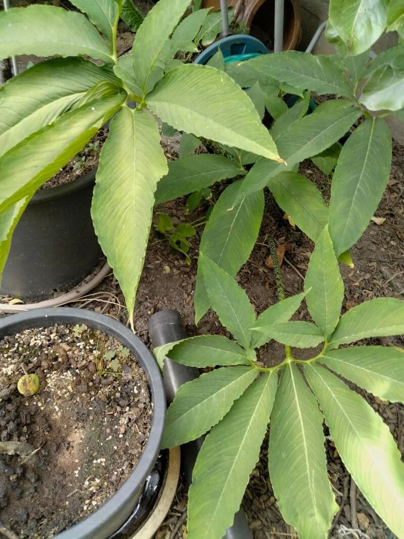 Sauromatum 12