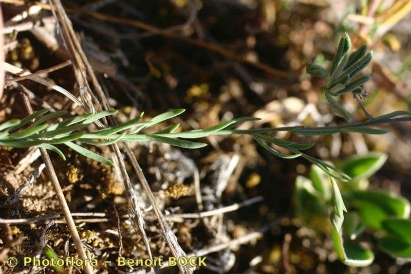 Linum leonii 17