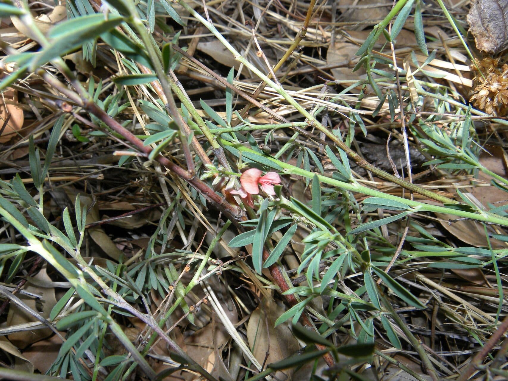 Indigofera 12