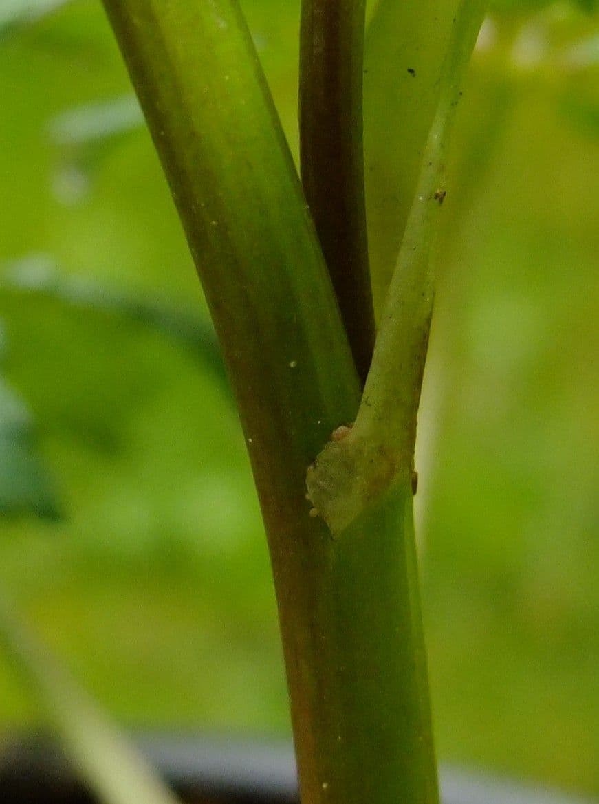 Botton d'oro 23