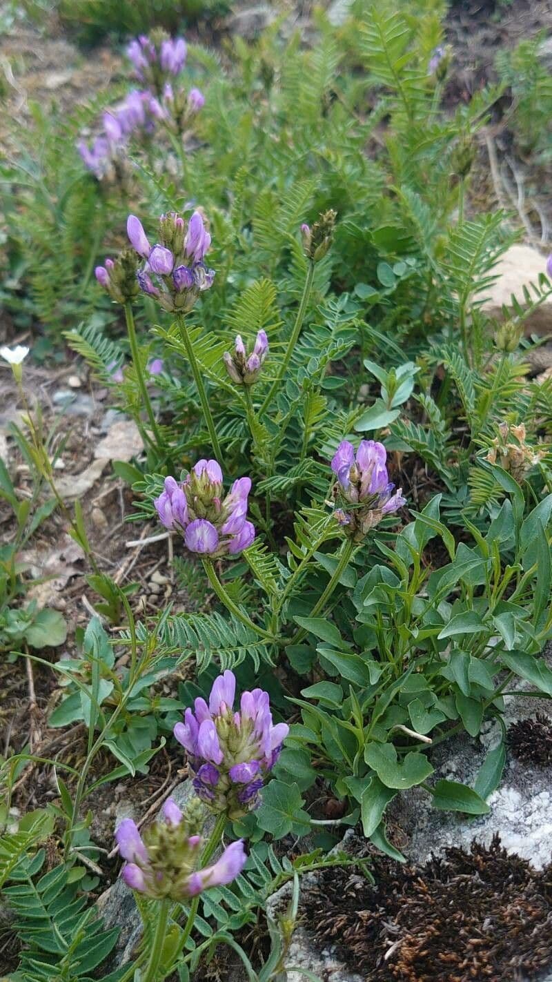 Astragalo danese 10