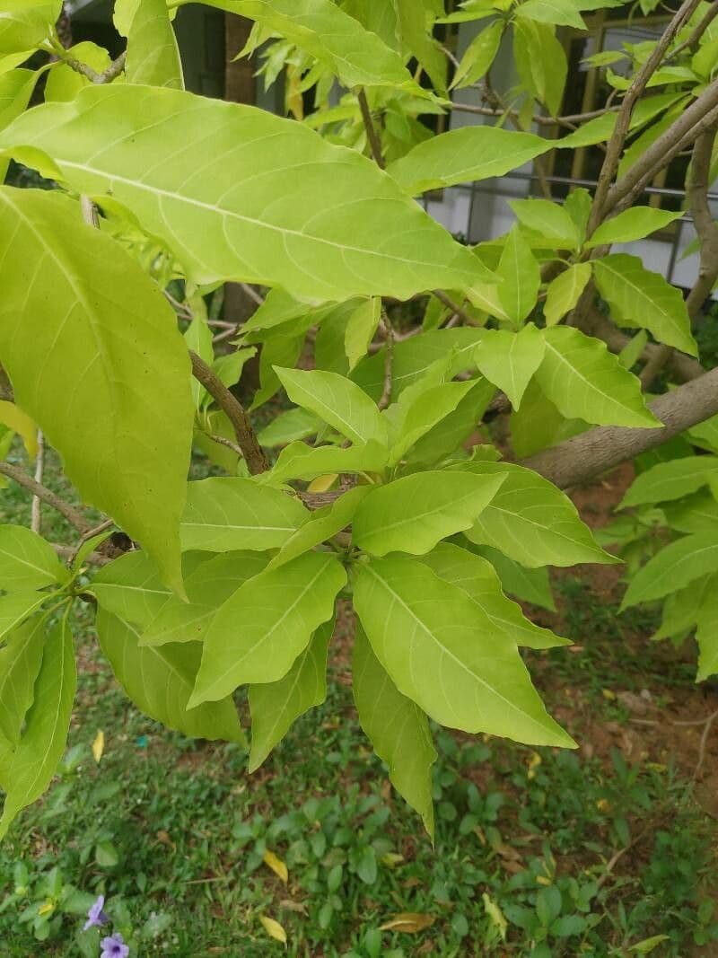 Cabbagetree 12