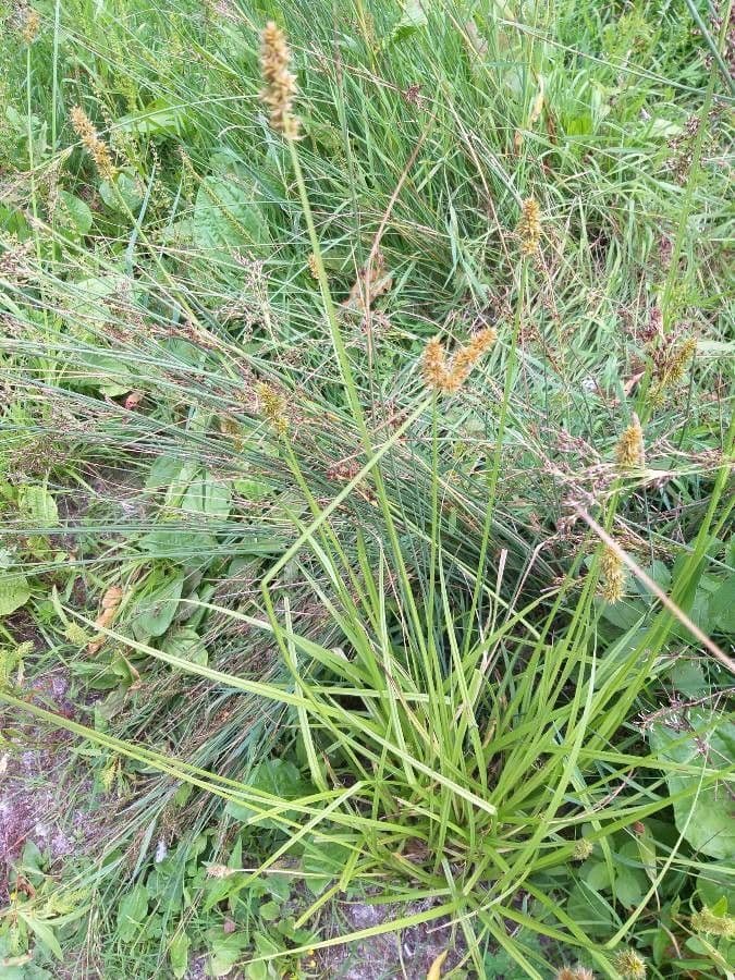 Carex vulpinoidea 16