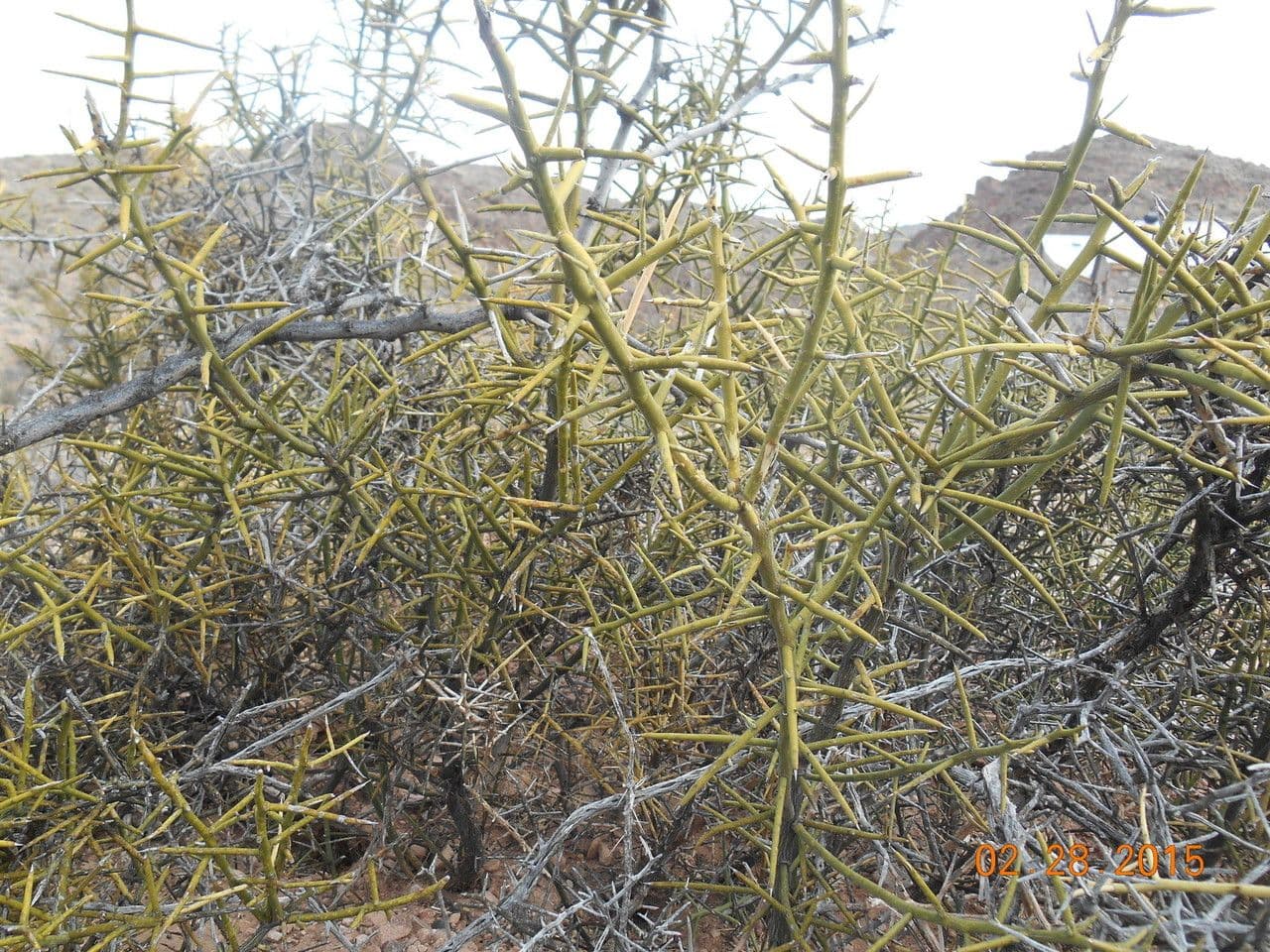 Corona di spine 7