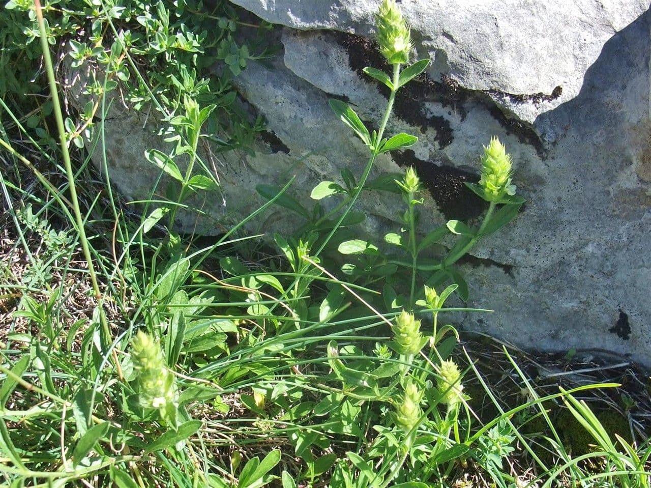 Sideritis hyssopifolia 14