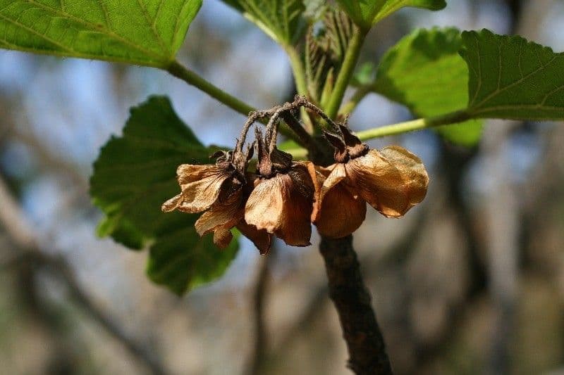 Dombeya 2