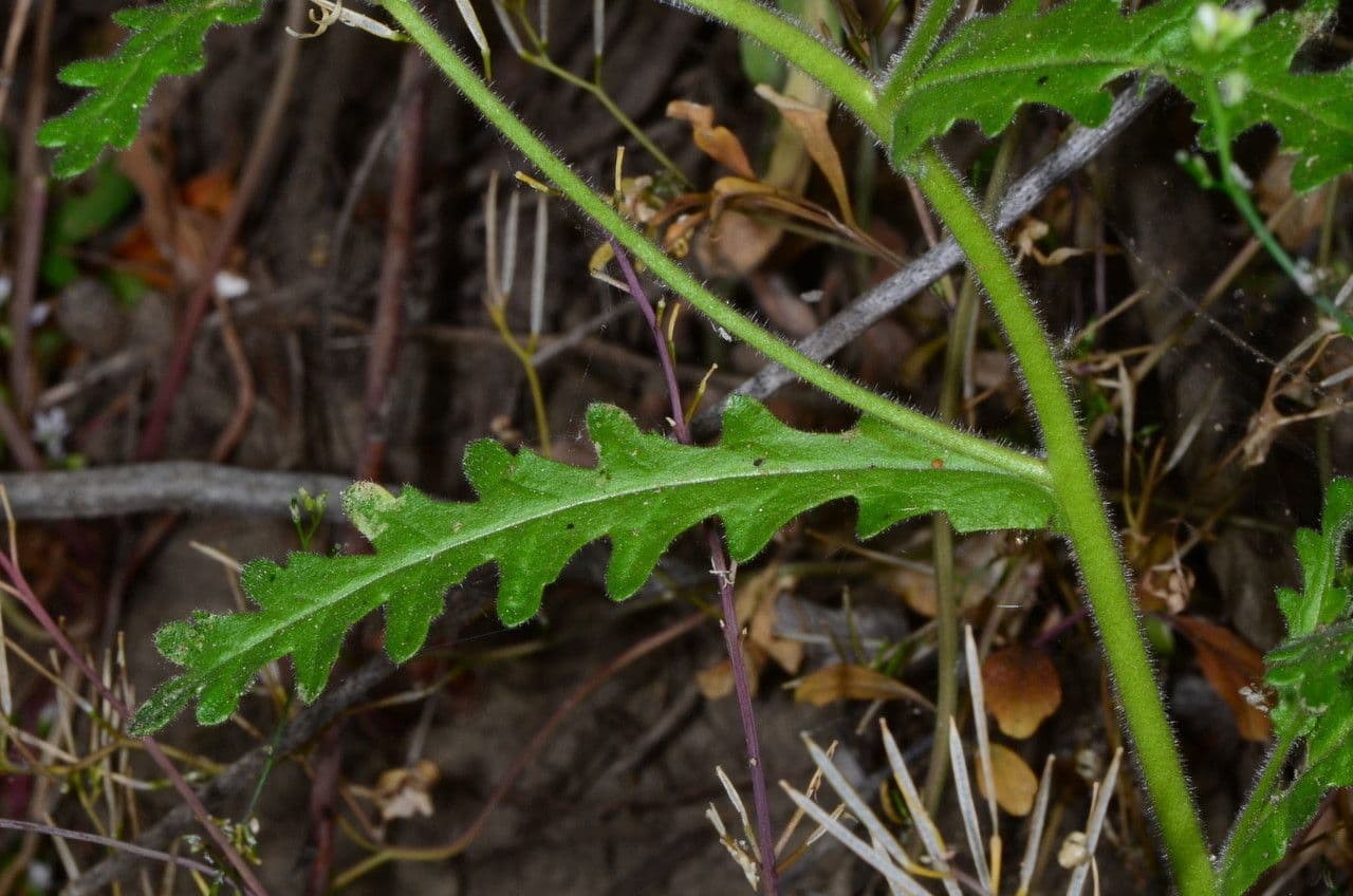 Emmenanthe penduliflora 13