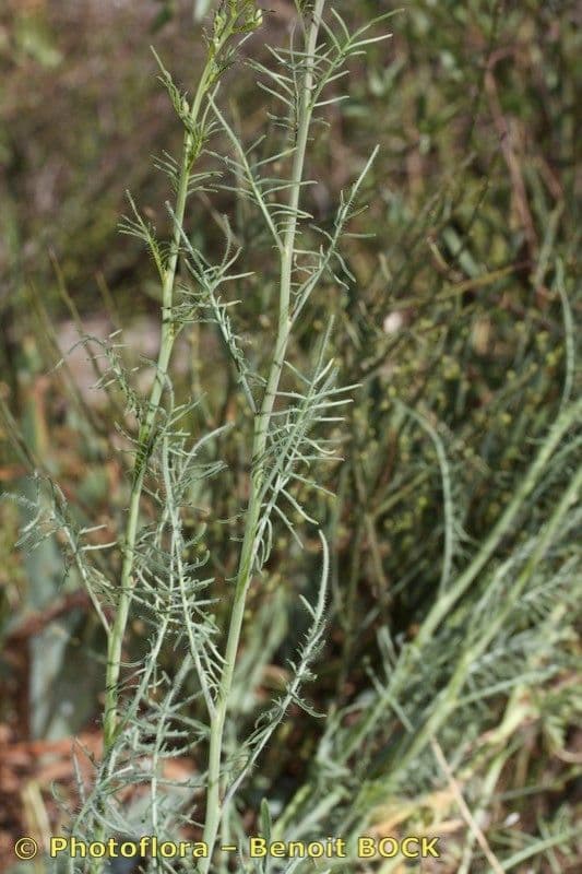 Erba cornacchia altissima 24