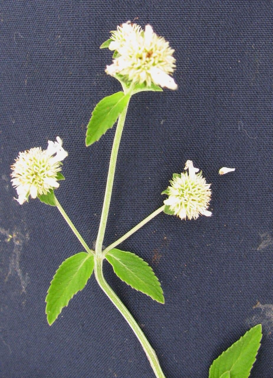 Hyptis 17