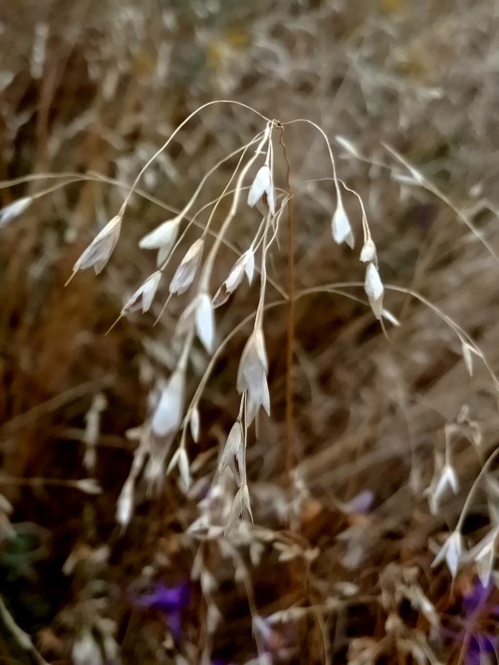Chasmanthium latifolium 4