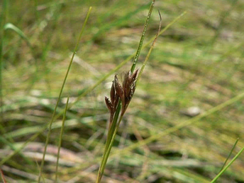 Rincoespora parda 4