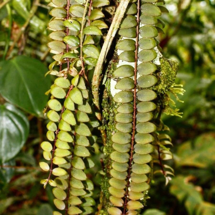 Columnea