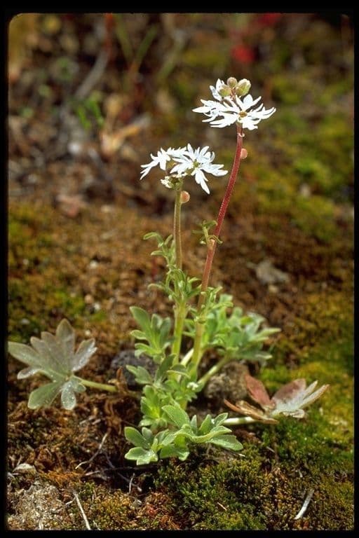 Lithophragma tenellum 3