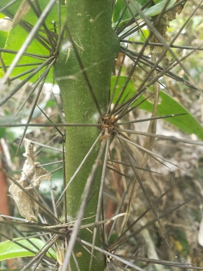 Cactus rosa 23