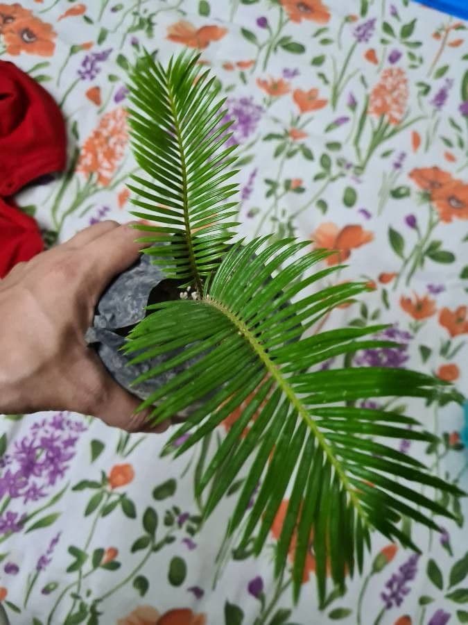 Cycad 8