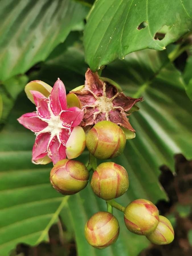 Dillenia