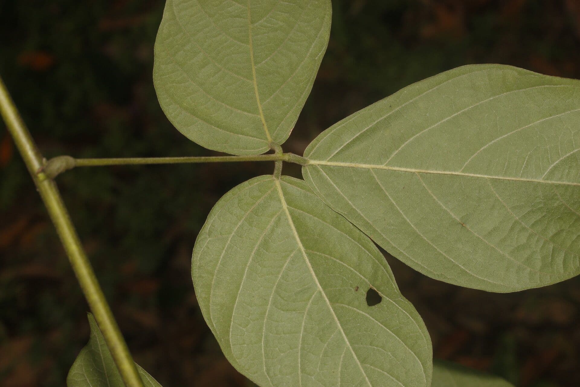 Dioclea 8