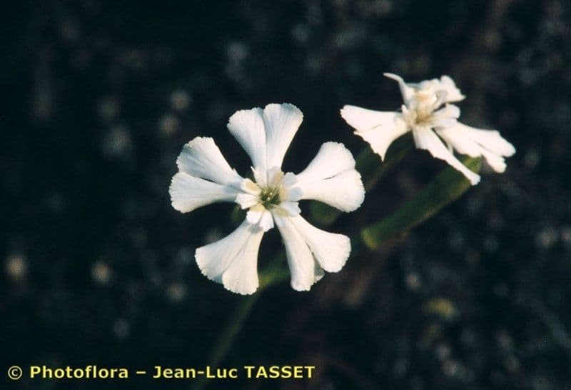 Silene requienii