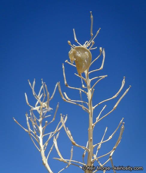 Lepidium fremontii 4