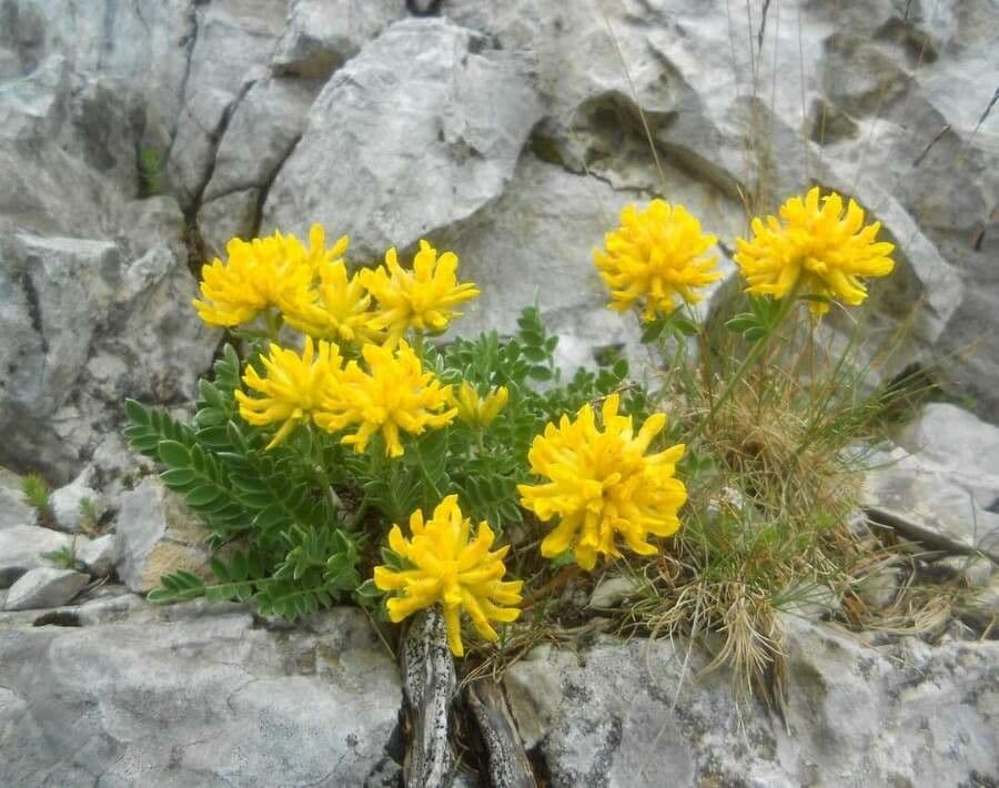 Anthyllis