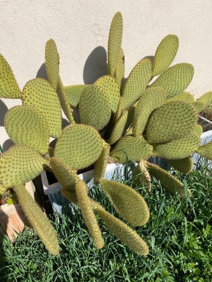 Opuntia leucotricha 14