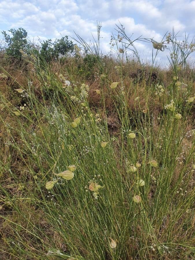 Gomphocarpus 15