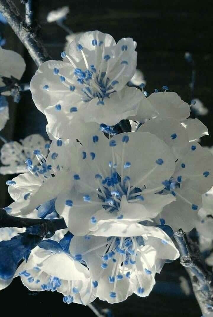 Ojos azules de bebé 5