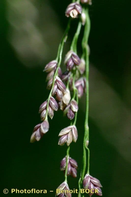 Glyceria striata 7