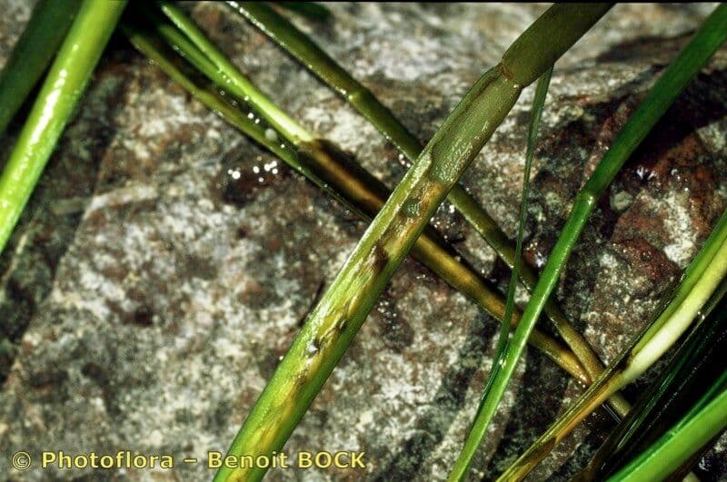 Zostera marina 16