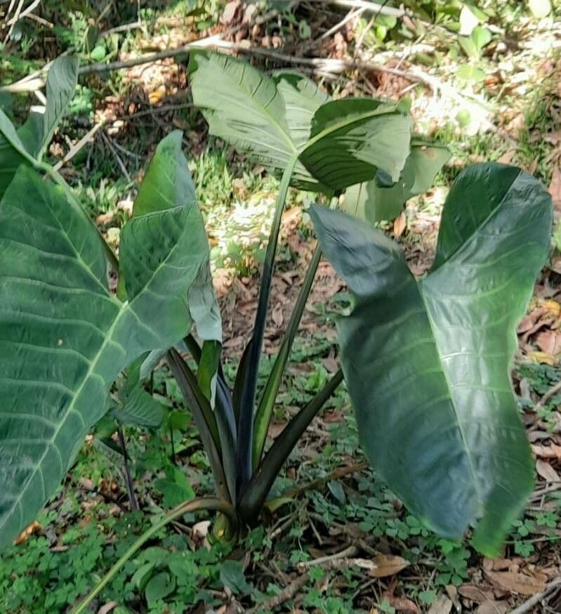 Xanthosoma